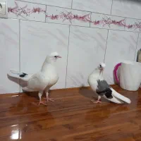 جوجه کفتر گرو