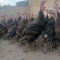 100عدد بوقلمون برنز 5ماهه