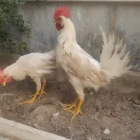 مرغ و خروس