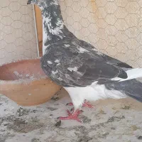 کفتر سینه سفید ماده