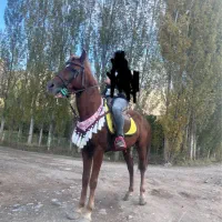 عرب یسر|اسب و تجهیزات اسبسواری|ماکو, |دیوار