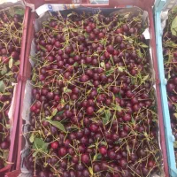 آلبالو رسمی دماوند