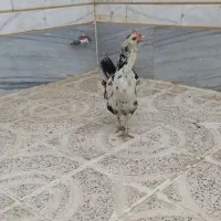مرغ گلین ۱۴ماهه