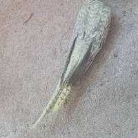 عروس هلندی بالغ