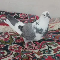 کبوتر