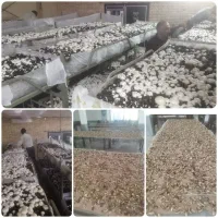 قارچ خشک مرغوب