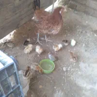 جوجه محلی