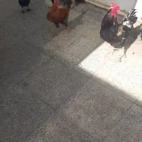 خروس دارم برای معاوضه