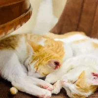 واگذاری گربه