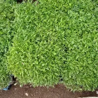 نشا،|خدمات باغبانی و درختکاری|حمیل, |دیوار