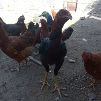 فروش مرغ و خروس لاری و محلی