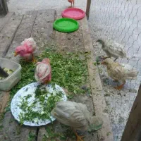 جوجه