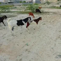 بز کهردار دورگ