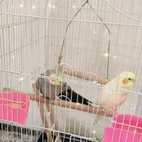 دوعدد عروس هلندی نروماده