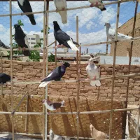 کبوتر|پرنده|سبزوار, شرق کال میانی|دیوار
