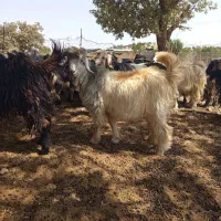 بیگ‌روزگاری