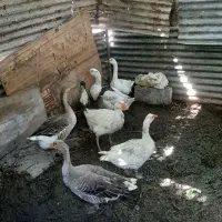 غاز نر و ماده تخم گذار