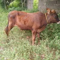 گوساله دورگ نر