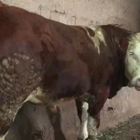 گوساله سیمنتال