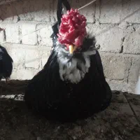 حیوانات مزرعه