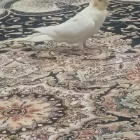 عروس هلندی ماده