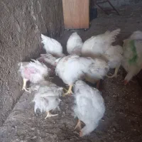جوجه گوشتی ۳۰ روزه