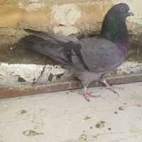 کبوتر پرشی