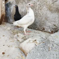 گبوتر  پلاکی. دون خر