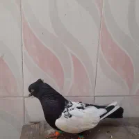 کفتر|پرنده|کارون, |دیوار