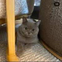 گمشده