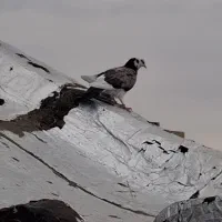 کفتر گمشده