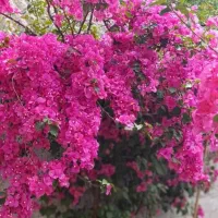 گل کاغذی نایلکسی رنگ سرخابی
