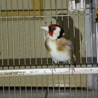 سهره|پرنده|شیراز, مسلم|دیوار