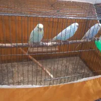 سه عدد مرغ عشق
