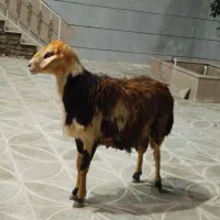 دوتا بره قوچ درجه یک