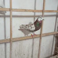 کبوتر پرشی