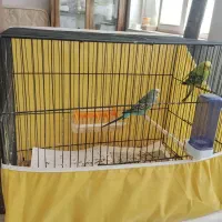 فروش یک جفت مرغ عشق