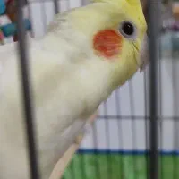 عروس هلندی