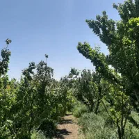 باغ-و-باغچه-دارد