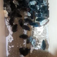 جوجه مرغ محلی