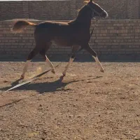 اسب|اسب و تجهیزات اسب‌سواری|اسفرورین, |دیوار