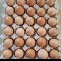 فروش تخم مرغ