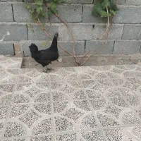مرغ گلین لری قلم سبز