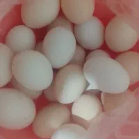 تخم مرغ محلی