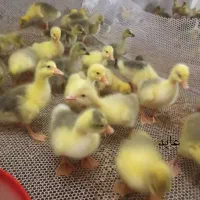 جوجه‌غاز قو‌‌ در تعداد بالا به صورت هفتگی موجوده