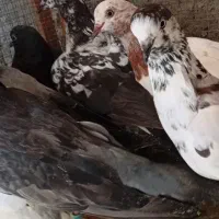 کبوتر پرشتی