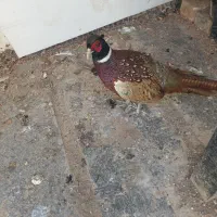 جوجه وتخم و مرغ وخروس آمریکایی