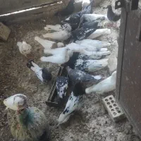 پرنده طوقی کله ای پلاکی