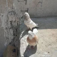 کفتر شازده زرد