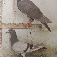 کبوتر نامور جوانه